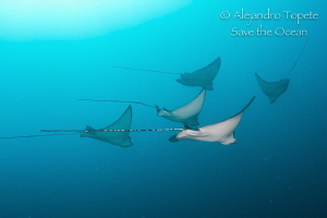 Group o Eagle Rays,Roca  La Cagada Acapulco Mexico
 by Alejandro Topete 